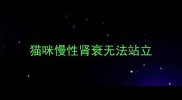 猫咪慢性肾衰无法站立
