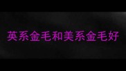 英系金毛和美系金毛好