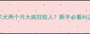 边境牧羊犬两个月大疯狂咬人新手必看纠正指南