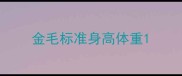 金毛标准身高体重