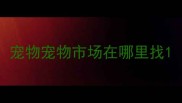 宠物宠物市场在哪里找