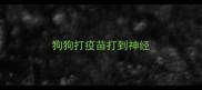 狗狗打疫苗打到神经