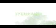 2个月幼犬羊奶吗