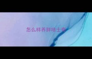 怎么样养胖哈士奇