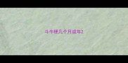 斗牛梗几个月成年
