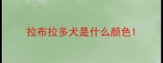 拉布拉多犬是什么颜色