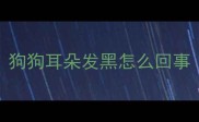 狗狗耳朵发黑怎么回事