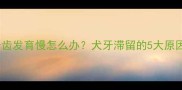 边境牧羊犬牙齿发育慢怎么办犬牙滞留的5大原因及应对措施