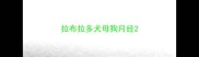 拉布拉多犬母狗月经
