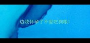 边牧怀孕了不爱吃狗粮