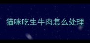 猫咪吃生牛肉怎么处理