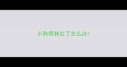 小狗得肺炎了怎么办