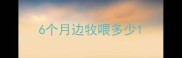 6个月边牧喂多少