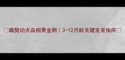 藏獒幼犬品相黄金期3-12月龄关键发育指南