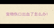 宠物伤口出血了怎么办