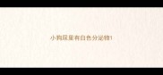 小狗尿里有白色分泌物
