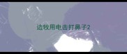 边牧用电击打鼻子