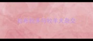 拉布拉多与牧羊犬杂交