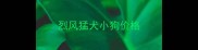 烈风猛犬小狗价格