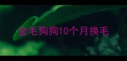 金毛狗狗10个月换毛