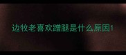 边牧老喜欢蹭腿是什么原因