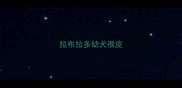 拉布拉多幼犬很皮