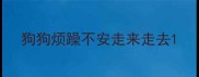 狗狗烦躁不安走来走去
