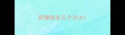 萨摩耶长几个月大