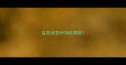 宜昌宠物市场在哪里