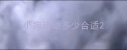 小狗运动多少合适