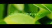 肠胃不好的猫咪症状
