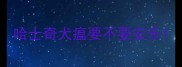 哈士奇犬瘟要不要安乐