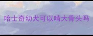 哈士奇幼犬可以啃大骨头吗