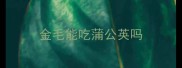 金毛能吃蒲公英吗