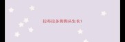 拉布拉多狗狗头生长