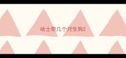哈士奇几个月生狗