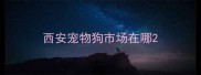 西安宠物狗市场在哪