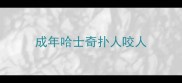成年哈士奇扑人咬人