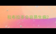 拉布拉多会容易生病