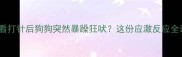 新手必看打针后狗狗突然暴躁狂吠这份应激反应全请收好