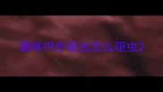猫咪内外驱虫怎么驱虫