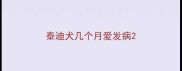泰迪犬几个月爱发病