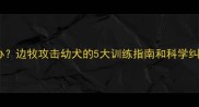 边牧咬小狗怎么办边牧攻击幼犬的5大训练指南和科学纠正方法附视频