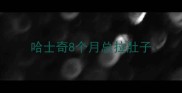 哈士奇8个月总拉肚子