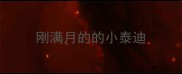 刚满月的的小泰迪