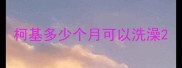 柯基多少个月可以洗澡