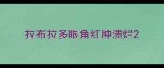 拉布拉多眼角红肿溃烂