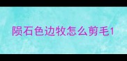 陨石色边牧怎么剪毛