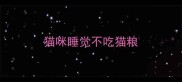 猫咪睡觉不吃猫粮