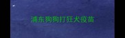浦东狗狗打狂犬疫苗